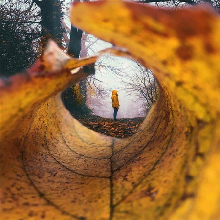 秋意渐浓的枫叶唯美微信朋友圈配图