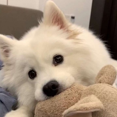 最新可爱萌宠个性微信头像