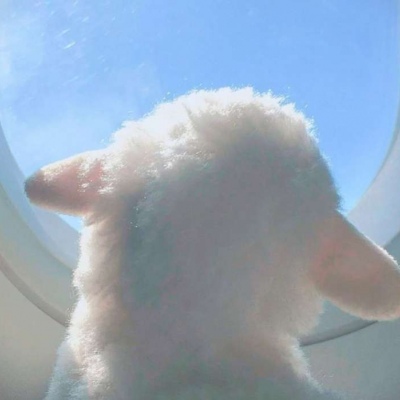 最新可爱萌宠个性微信头像