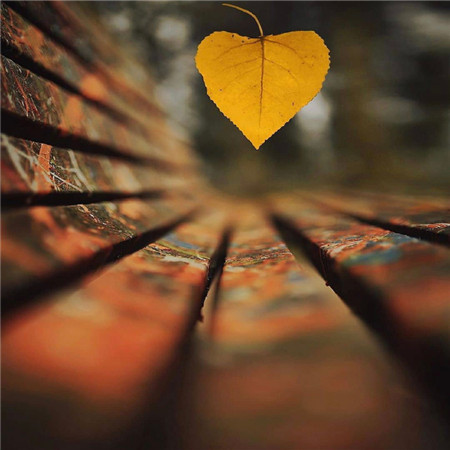 秋意渐浓的枫叶唯美微信朋友圈配图