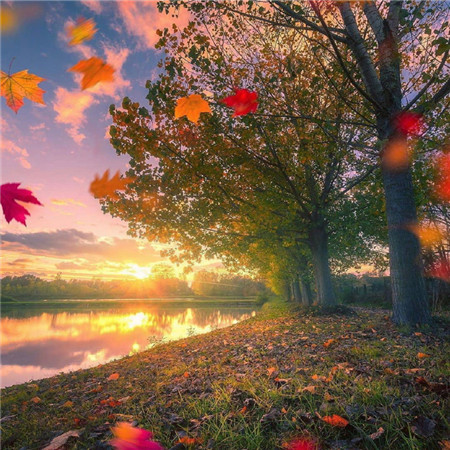 秋意渐浓的枫叶唯美微信朋友圈配图