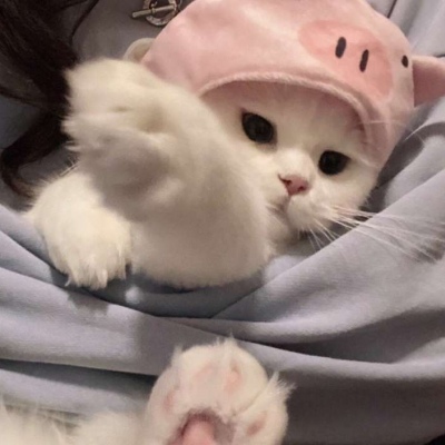 最新可爱萌宠个性微信头像