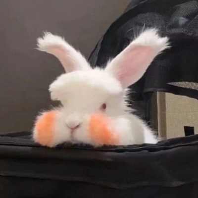 最新可爱萌宠个性微信头像