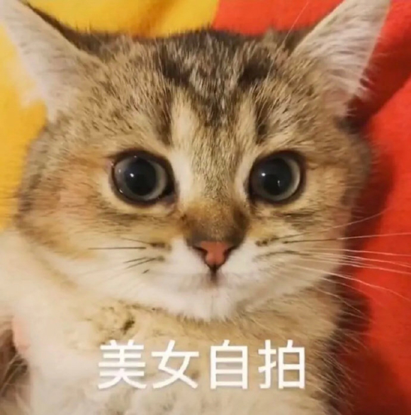 偷偷摸摸微信聊天表情包