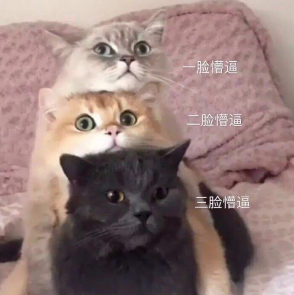 偷偷摸摸微信聊天表情包