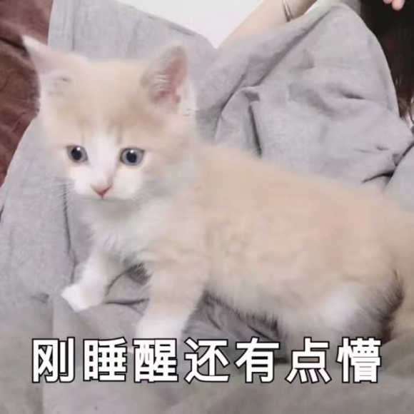 震惊微信聊天表情包