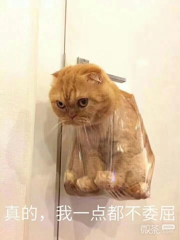 微信近期斗图恶搞表情包2020/9/29