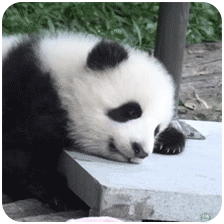 熊猫团子之mua~ 一大口亲亲系列微信表情包
