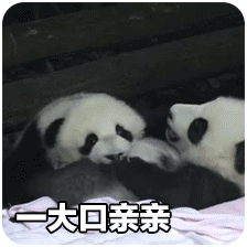 熊猫团子之mua~ 一大口亲亲系列微信表情包