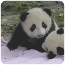 熊猫团子之mua~ 一大口亲亲系列微信表情包