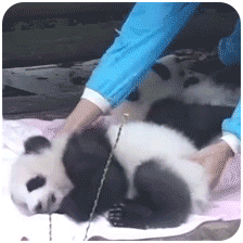 熊猫团子之mua~ 一大口亲亲系列微信表情包