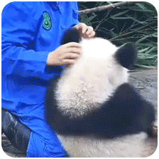 熊猫团子之mua~ 一大口亲亲系列微信表情包