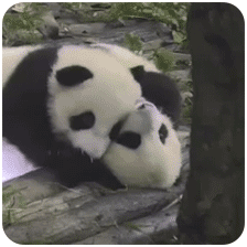 熊猫团子之mua~ 一大口亲亲系列微信表情包
