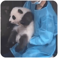 熊猫团子之mua~ 一大口亲亲系列微信表情包