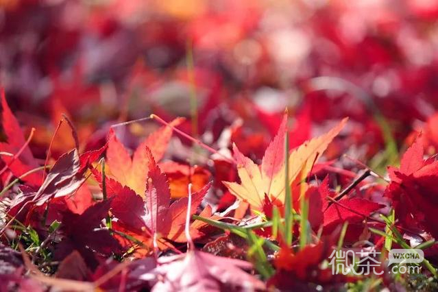 一片枫叶也能拍出唯美绝伦的美景微信朋友圈配图
