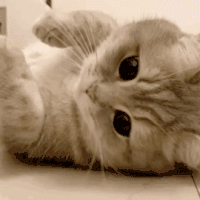 卖萌无敌的超可爱小猫咪微信表情包