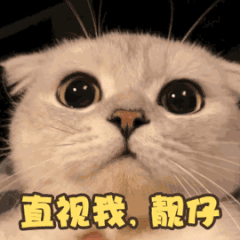 卖萌无敌的超可爱小猫咪微信表情包