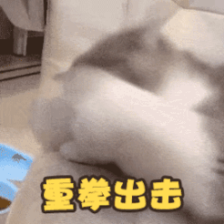 卖萌无敌的超可爱小猫咪微信表情包