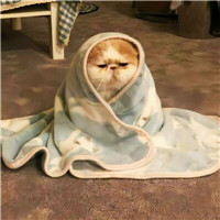 超萌可爱宠物微信头像