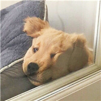 超萌可爱宠物微信头像