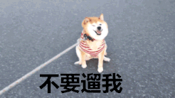 逗比宠物犬微信表情包