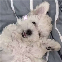 超萌可爱宠物微信头像