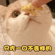 可爱萌猫动态微信表情包