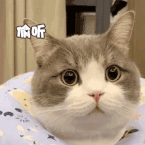可爱萌猫动态微信表情包