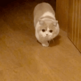 可爱萌猫动态微信表情包