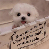 超萌可爱宠物微信头像