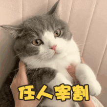 可爱萌猫动态微信表情包