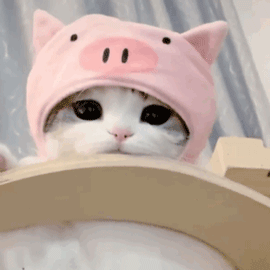 可爱萌猫动态微信表情包
