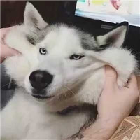 沙雕搞怪逗比儿童欢乐多情侣微信头像