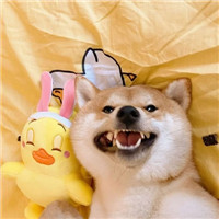 超萌可爱宠物微信头像