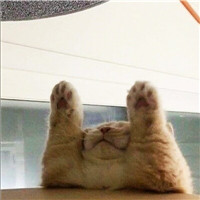 超萌可爱宠物微信头像