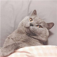 超萌可爱宠物微信头像