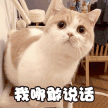 可爱萌猫动态微信表情包