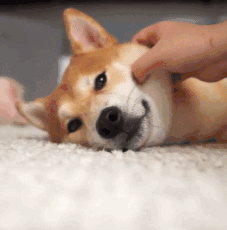 逗比宠物犬微信表情包