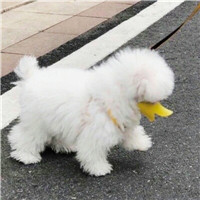 超萌可爱宠物微信头像