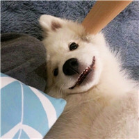 超萌可爱宠物微信头像