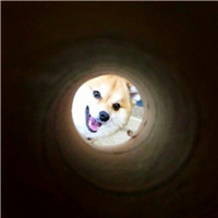 超萌可爱宠物微信头像