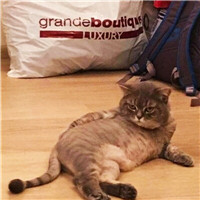 超萌可爱宠物微信头像