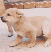 逗比宠物犬微信表情包