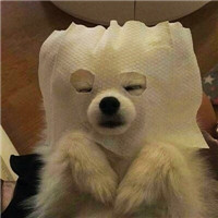 超萌可爱宠物微信头像