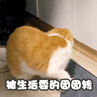 可爱萌猫动态微信表情包