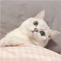 超萌可爱宠物微信头像