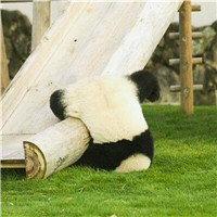 超萌可爱宠物微信头像