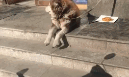 可爱狗狗的欢乐生活微信表情包