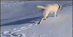 可爱狗狗的欢乐生活微信表情包