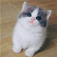 迷人可爱有趣呆萌喵星人微信头像